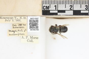 Media type: image;   Entomology 785785 Aspect: labels